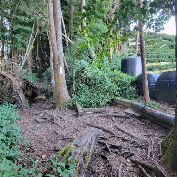 金柑樹山、忘憂森林、嶺頭山（小百岳）2343815