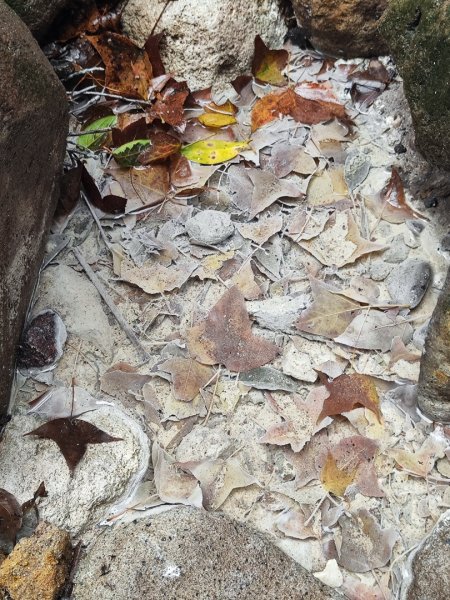 2026年元旦升旗快閃七星順探紫明溪2974001