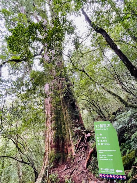 1111009拉拉山神木群步道1871154