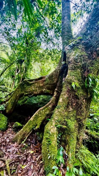 卡保石壁一葉蘭（耘夢谷上逐鹿山下O走）2809512