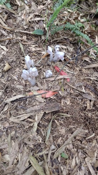 溪頭鳳凰山2759185