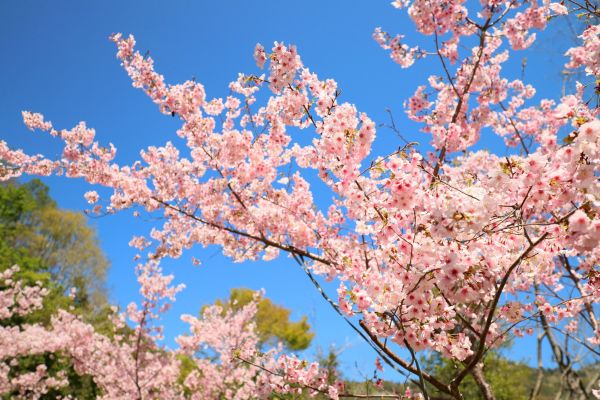 拉拉山的櫻花286598