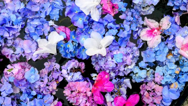 大安公園,台大校園3012107