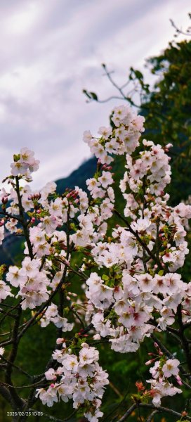 追花是簡單的快樂，賞花是恬淡的幸褔 2/252720102
