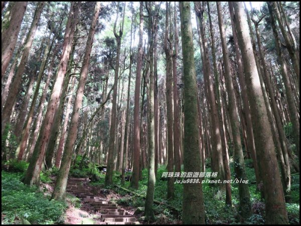 嘉義。特富野古道。鐵道森林最美的步道422576