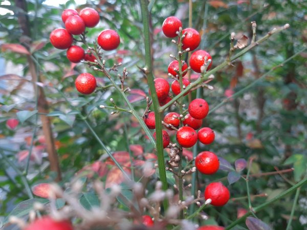 粉粉三色櫻、木蓮花、山茶花爭奇鬥艷814409