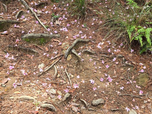 四大鳥山之首小劍山2773957