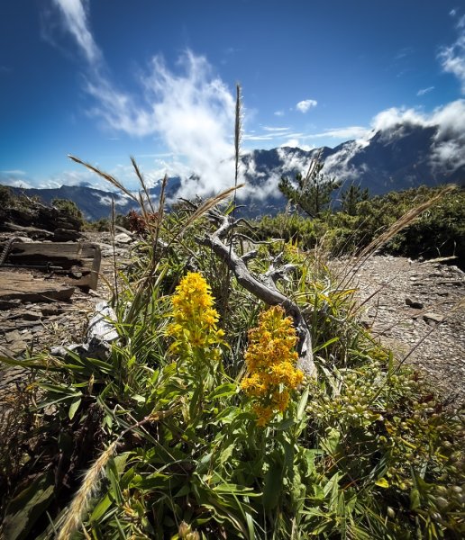 爬不膩的 合歡北峰2907035