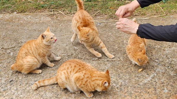20260127三通嶺山.三義山(大桁茂山).慈濟山.大坪山大O走2989988
