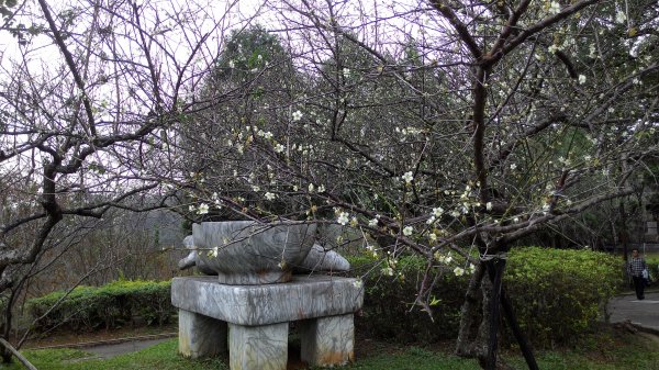 角板山行館梅花季201601101961491