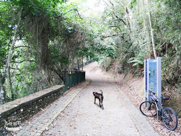 南投魚池~尋找自己生日的階梯。年梯步道1027942