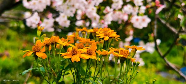 追花是簡單的快樂，賞花是恬淡的幸褔 2/252720098