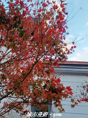 【南投仁愛】光影下的森林療育。 奧萬大國家森林遊樂區步道群2973078