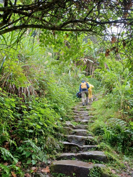 【苗栗大湖】山頂展望佳等到雲海。 馬那邦山登山步道2806787