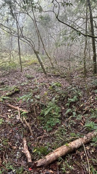 芃芃山西北稜大內台2693947