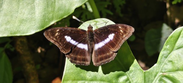 2025/06/28_馬胎+南坪古道2823759