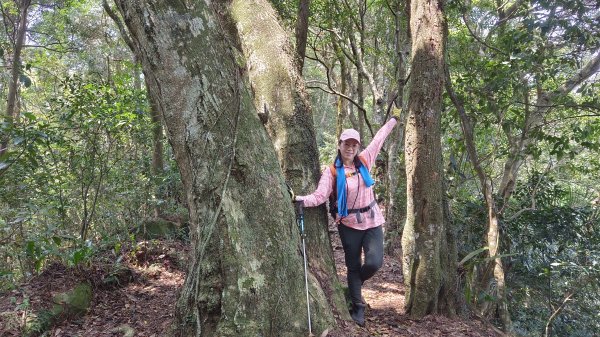 (姨婆趴趴走)第四集:桃園枕頭山古砲台步道、枕頭山、枕頭山西峰環狀縱走2111977