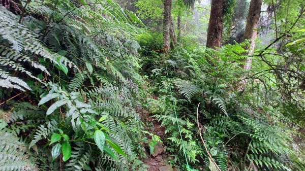 溪頭鳳凰山 隆田登山口上下1676452