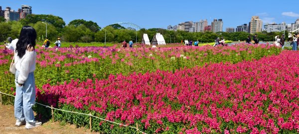 首訪 #古亭河濱公園 #花海 3/153015675