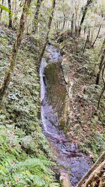 1101105內鳥嘴山.北得拉曼巨木1504308