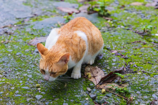 [屏東]笠頂山2847883