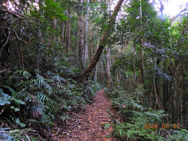 新竹 五峰 民都有山(面托油山)869203