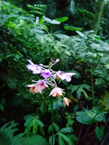 馬武督山，蓮包山，鴛鴦谷瀑布連走671669