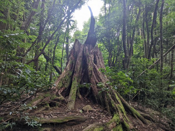 谷關七雄：屋我尾山（大雪山林道來回）1773192