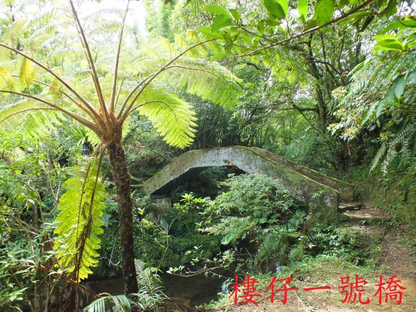 雙溪區虎豹潭古道+摟仔厝古道O型(有一隻叫「阿醜」的狗)