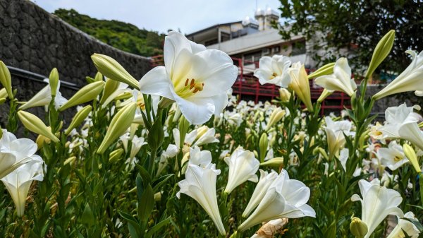 白石湖百合花2506949