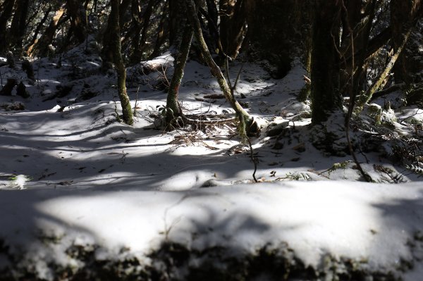 【塔曼山】雪季的糖霜白雪森林1236580