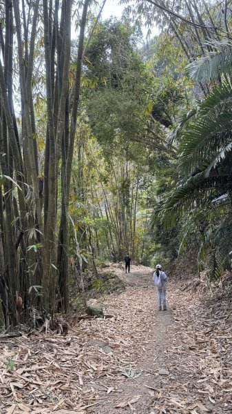 20260212 小百岳白雲山及西阿里關山3002902