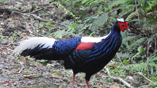 雲山水花鳥蝶-天龍國阿伯的日常6/22801939