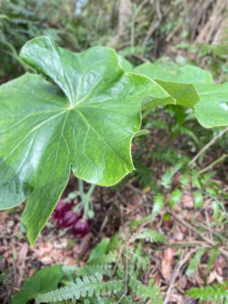 大屯西南稜-上大屯尋找八角蓮採野🥬-貴子坑連走六峰2756159