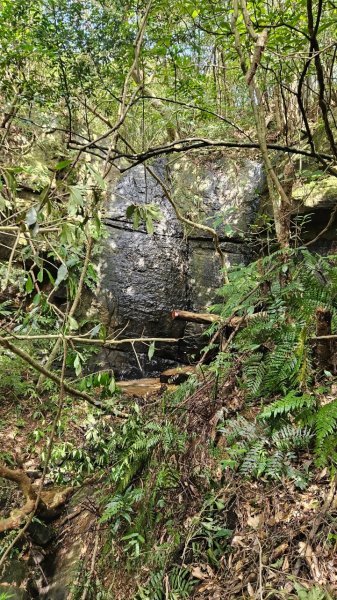 20250302玉田古道-瑪鋉三山出武聖街2725259