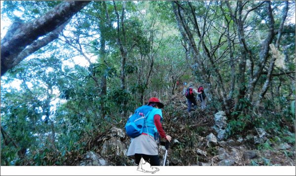 谷關七雄之新山馬崙山(斯可巴步道)524247