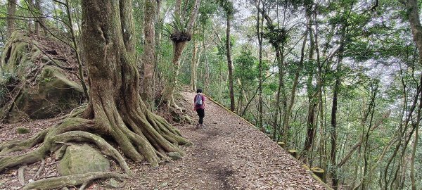 馬那邦山(上湖登山口)-2026/04/183040592