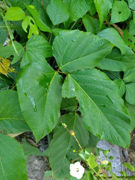 唐子恩山 廢棄油礦2919007