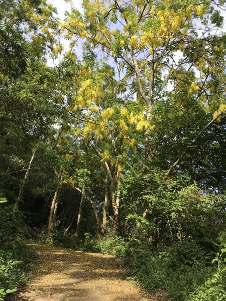 109年6月21日烏山紫竹寺-刣牛湖山1007440