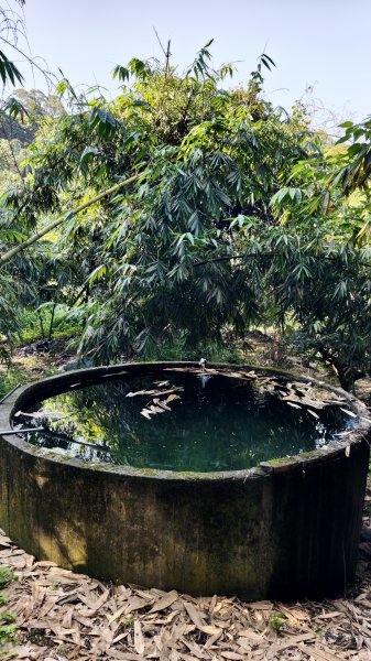 【台灣健行】台中大坑 5-1、5 頭嵙山2879631