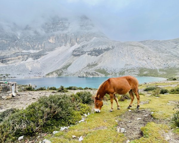 西藏♥️可愛動物🐎人物寫真/拉薩旅拍/美食2902949