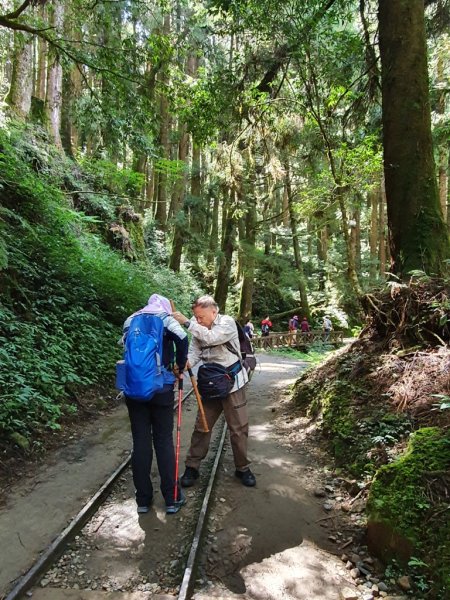 【阿里山】特富野古道1093710