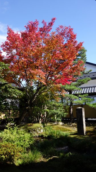 日本京都嵐山651973