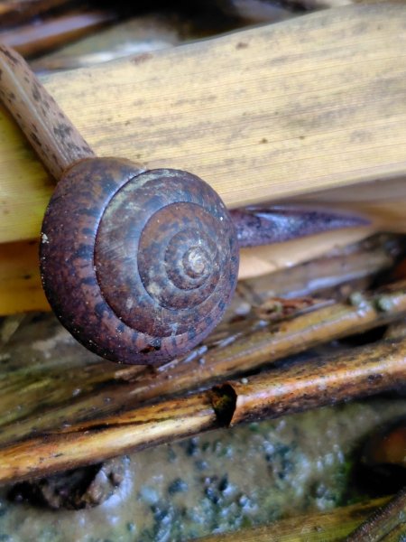 九彎仔步道2816552