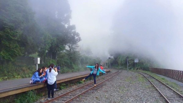 阿里山青年活動中心 櫻花季852376