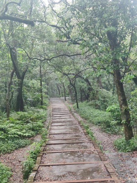 20261012 苗圃上七星公園上東主峰下小油坑上菜公坑下大屯自然公園二子坪3133729