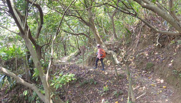 (姨婆趴趴走)第十集:攀登新北鶯歌蛋山，鶯歌郊山步道群縱走(二)2167986