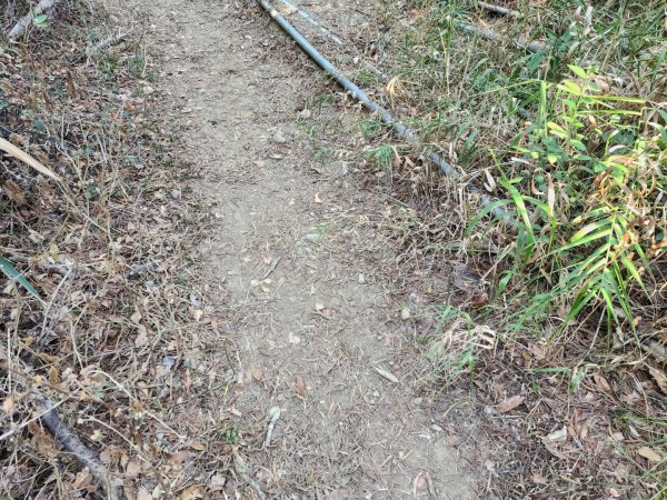 小百岳No.80⛰里龍山2776328