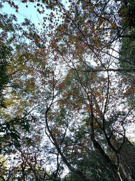 帶著76歲老爸跟團衝破四大障礙之干卓萬下武界_2024/11/27~12/012659430