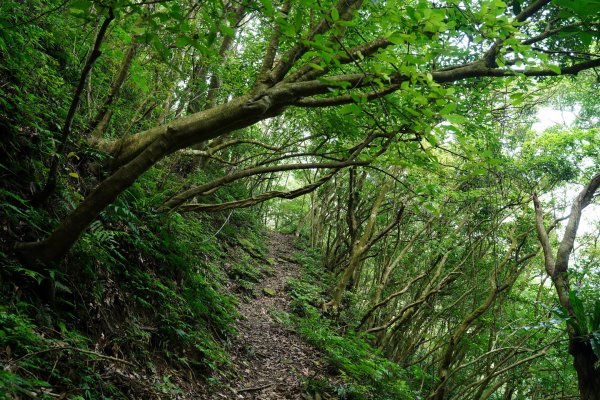 新北 新店 石碇後山、赤腳蘭山、暗寶劍山、鳥嘴尖2793488